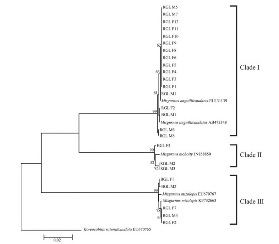 Phylogenetic tree of Kimura-2 parameter model showing phylogenetic relationship in genus Misgurnus based on Cyrochrome b (cytb) sequence data