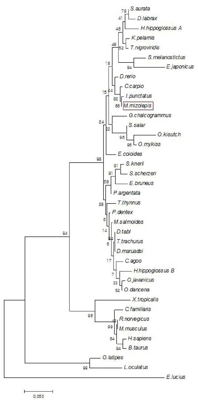 Neighbor-joining tree showing the molecular phylogenetic relationship among vertebrate mlc2f orthologs