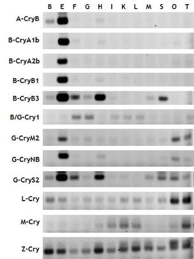 Representative RT-PCR gels showing the tissue- and isoform-dependent expression of crystallin isoforms in loach