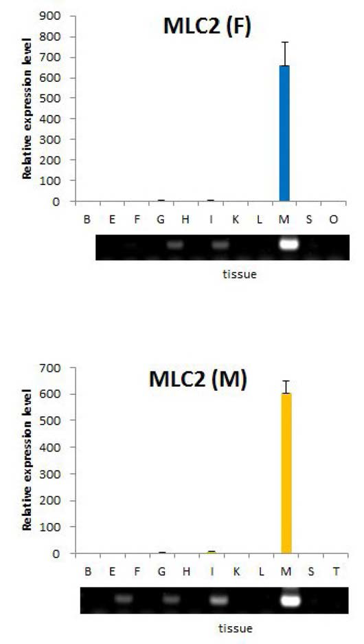 RT-PCR analysis to show the tissue expression pattern of loach mlc2f mRNA
