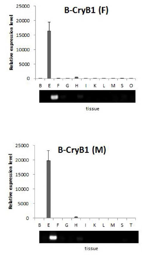 RT-PCR analysis to show the tissue expression pattern of loach B-cryB1 mRNA