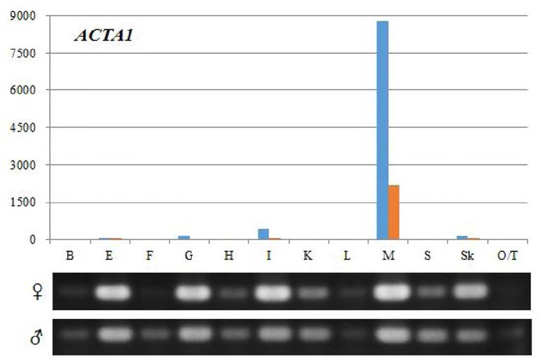 RT-PCR analysis to show the tissue expression pattern of loach actA1 mRNA