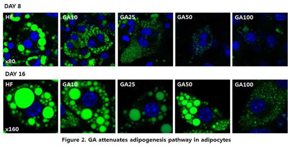 GA-3 attenuates adipogenesis pathway in adipocyte