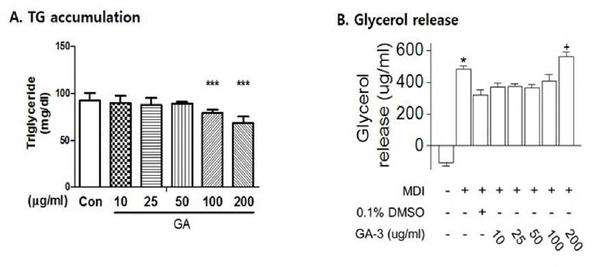 GA-3 inhibits adipogenesis pathway in adipocytes