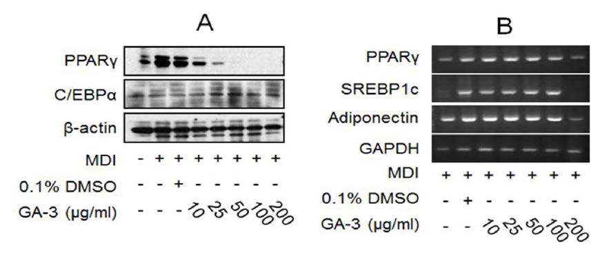 GA-3 effects on the regulation of adipogenesis(A) and cholesterol synthesis(B) in adipocytes