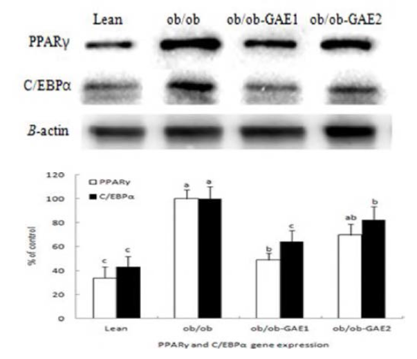The effects of the GAE supplementation on PPARy and C/EBPa expression in ob/ob mice