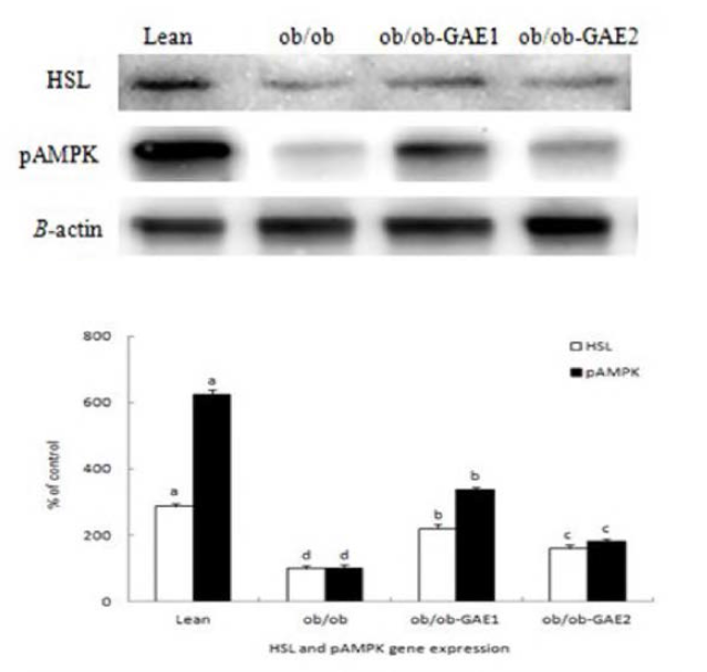 The effects of the GAE supplementation on HSL and pAMPK expression in ob/ob mice