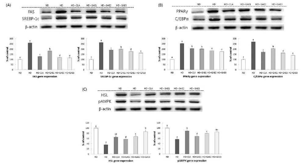 Effects of GAE supplementation on FAS, SREBP-1c, PPARy, C/EBPa, HSL, and pAMPK expressions