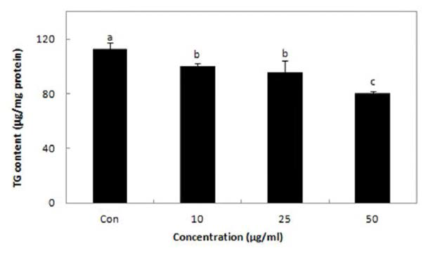 Effect of Pheophorbide A isolated from Gelidium amansii extract on triglyceride content in 3T3-L1 adipocytes