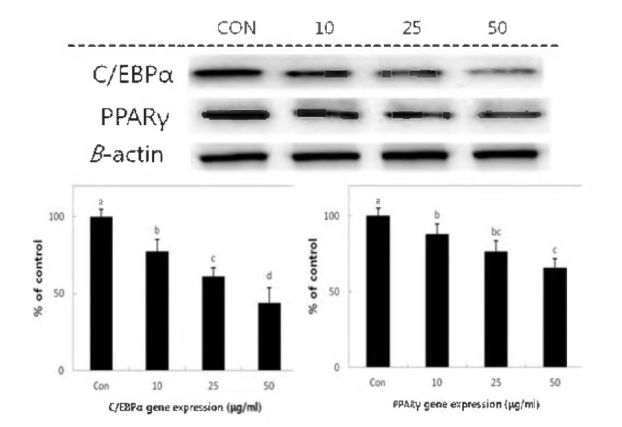 Effect of Pheophorbide A isolated from Gelidium amansii extract on the expressions of C/EBPα and PPARγ in 3T3-L1 adipocytes