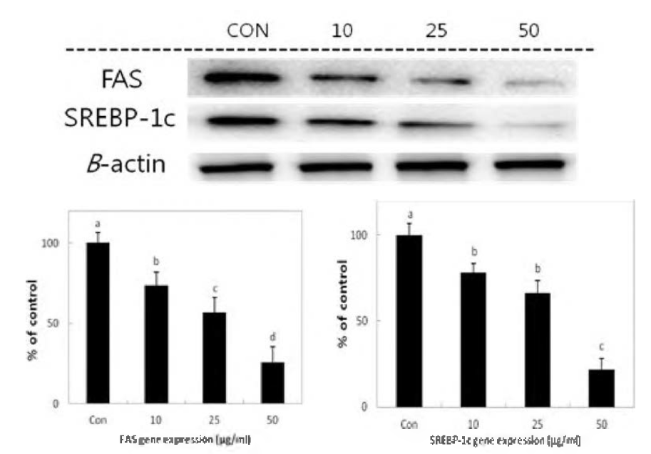 Effect of Pheophorbide A isolated from Gelidium amansii extract on the expressions of FAS and SREBP-1c in 3T3-L1 adipocytes