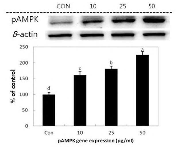 Effect of Pheophorbide A isolated from Gelidium amansii extract on the expressions of pAMPK in 3T3-L1 adipocytes