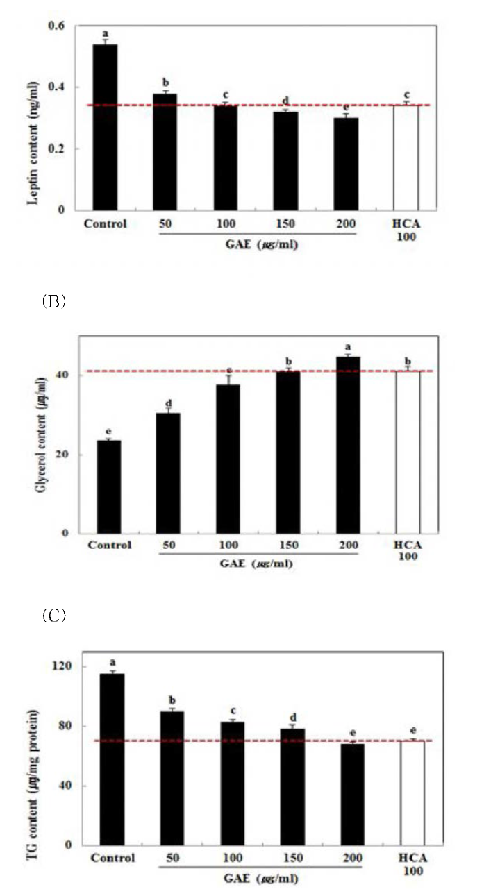 Effect of Gelidium amansii extracton (A) leptin production, (B) glycerol release, (C) triglyceride content in 3T3-L1 adipocytes