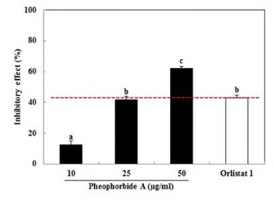 Inhibitory effects of Pheophorbide A on pancreatic lipase