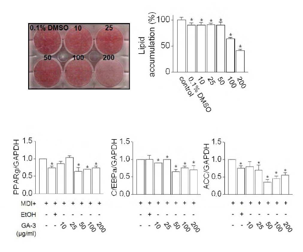 3T3-L1 preadipocyte의 지방 축적률 및 mRNA 발현률