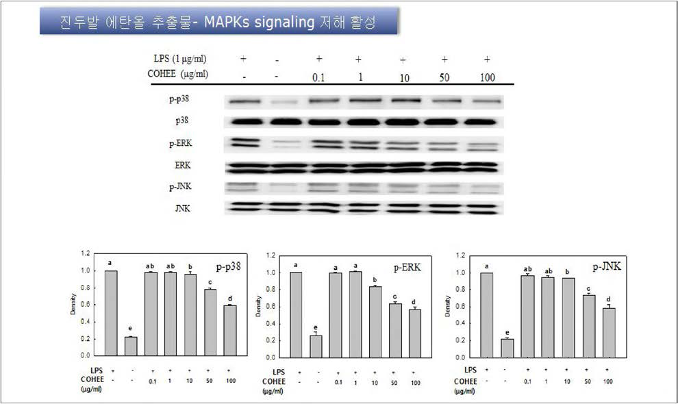Effects of Chondus ocellatus ethanol extract on the expression of phosphorylated MAPKs (p-p38, p-ERK, and p-JNK) in RAW 264.7 cells
