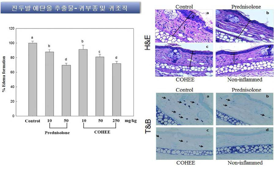 Effects of Chondus ocellatus ethanol extract on ear edema formation in croton-oil induced ICR mice