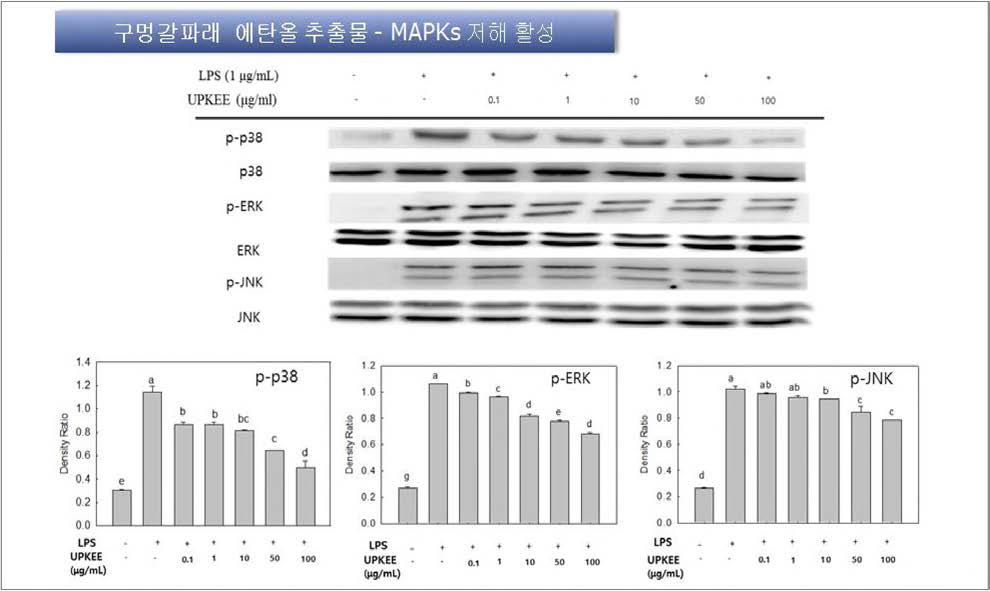 Effects of Ulva pertusa Kjellman ethanol extract on the expression of phosphorylated MAPKs (p-p38, p-ERK, and p-JNK) in RAW 264.7 cells
