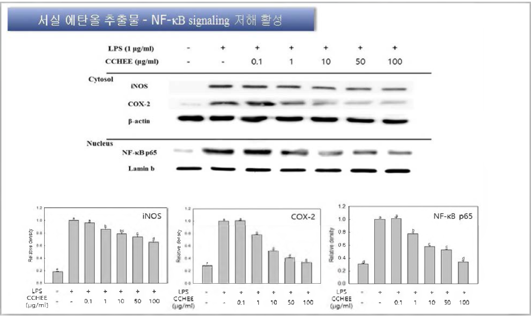 Effects of Chondria crassicaulis ethanol extract on the expression of iNOS, COX-2, and NF-kB p65 in RAW 264.7 cells