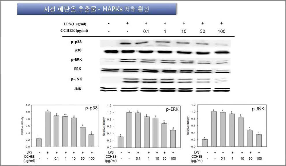 Effects of Chondria crassicaulis ethanol extract on the expression of phosphorylated MAPKs (p-p38, p-ERK, and p-JNK) in RAW 264.7 cells