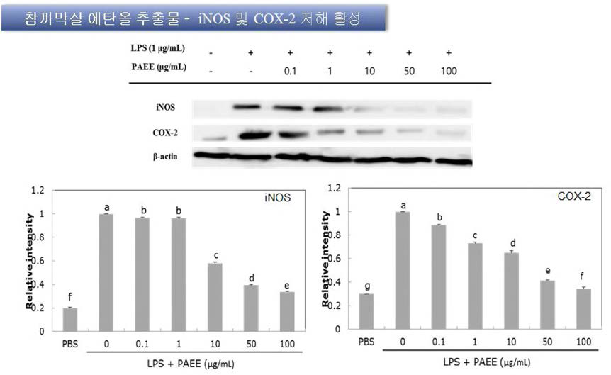 Effects of Carpopeltis affinis ethanol extract on the expression of iNOS and COX-2 in RAW 264.7 cells