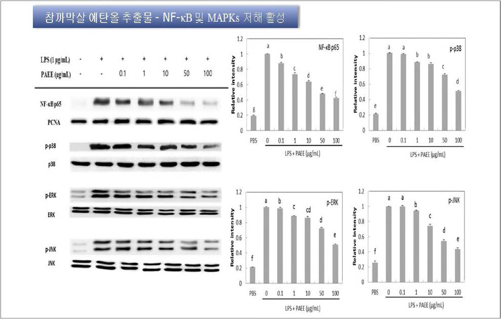Effects of Carpopeltis affinis ethanol extract on the expression of phosphorylated NF-kB and MAPKs (p-p38, p-ERK, and p-JNK) in RAW 264.7 cells