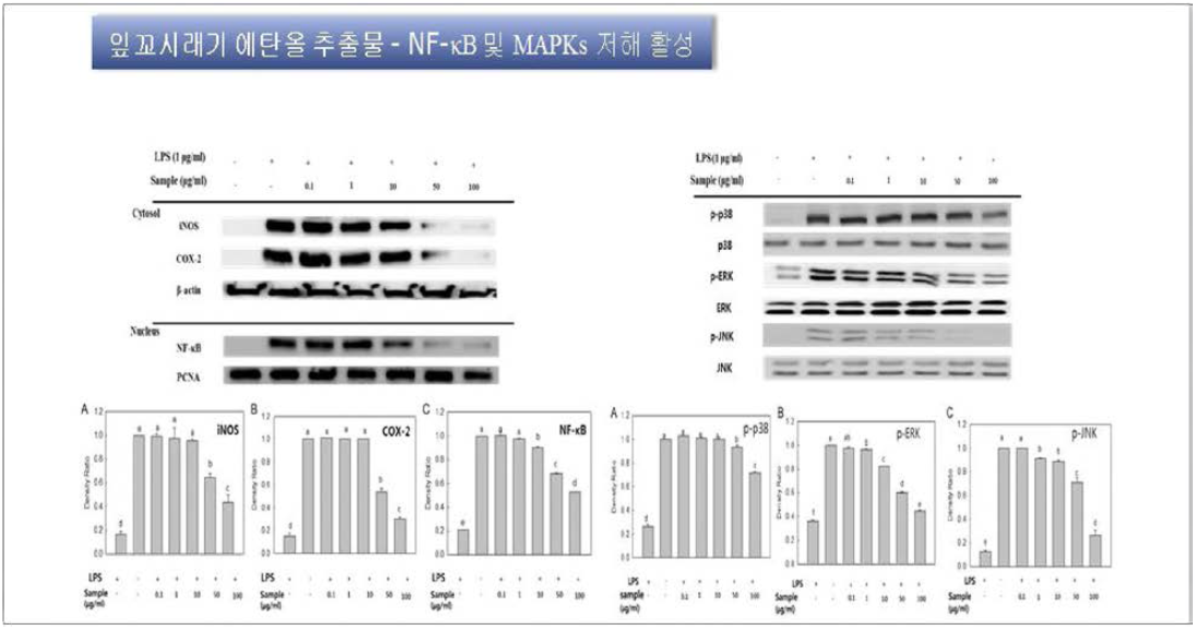 Effects of Gracilaria textorii ethanol extract on the expression of iNOS, COX-2, phosphorylated NF-kB, and MAPKs (p-p38, p-ERK, and p-JNK) in RAW 264.7 cells