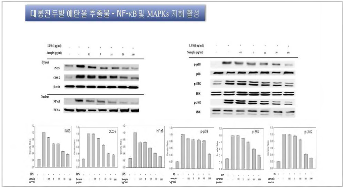 Effects of Chon삶us canaliciilatus ethanol extract on the expression of iNOS, COX-2, phosphorylated NF-kB and MAPKs (p-p38, p-ERK and p-JNK) in RAW 264.7 cells