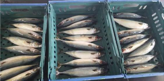 Images of fish container with chub mackerel