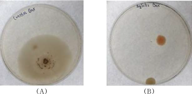 Antimicrobial test images for fishery container (A)control, (B)aiitimicrobial container