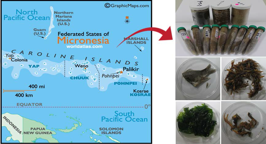미크로네시아 열대환경으로부터 해양균류의 조사 방법