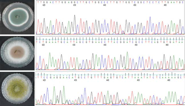 DNA 염기서열 분석을 통한 균류의 동정