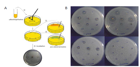 항균물질 생산 미생물 고속탐색방법 과정(A) 및 이를 이용한 항균물질 생산 미생물 확인(B)
