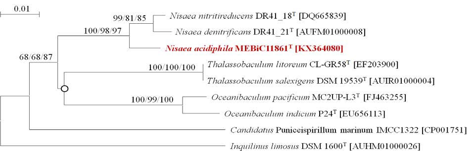 신종 추정균주 MEBiC11861의 16S rRNA 유전자 기반 계통수