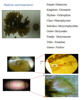 Padina commersonii systematic classification