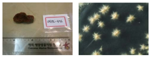 Photos of collected sponge 135PIL-496 and isolated Mycospharella sp. 135PIL286