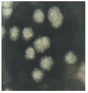 Photo of Streptomyces sp. 133VN028 isolated from marine sediment
