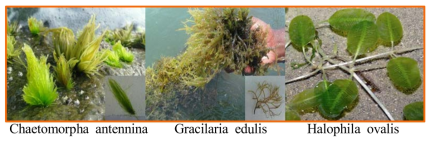 실험에 사용된 샘플(Chaetomorpha antennina, Gracilaria edulis, Halophila ovalis)