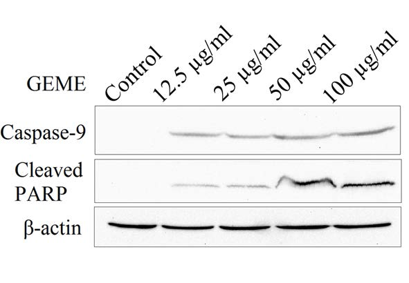 Western blot analysis of GEME on MCF-7