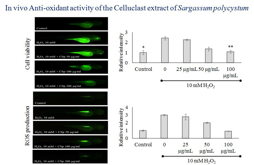Sargassum polycystum celluclast 가수분해물의 제브라피시 내 항산화 활성평가