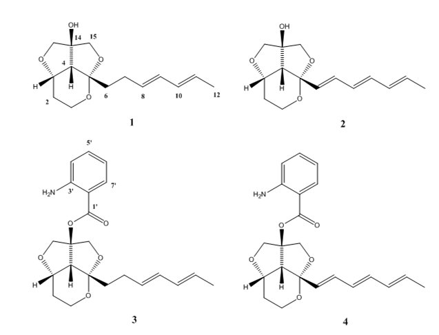 Structure of compounds 143-1∼4