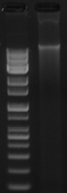 어류 Parupeneus barberinus gDNA loading 결과