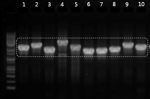 어류 Parupeneus barberinus의 PCR 결과