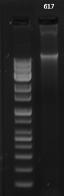 어류 Stethojulis strigiventer gDNA loading 결과
