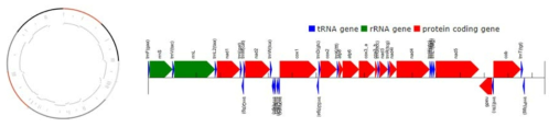 어류 Stethojulis strigiventer의 전체 미토콘드리아 유전체의 유전자 배열