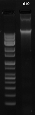 어류 Cheilio inermis gDNA loading 결과