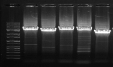 어류 Sphaeramia orbicularis의 PCR 결과
