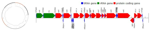 어류 Cheilio inermis의 전체 미토콘드리아 유전체의 유전자 배열