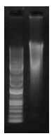 어류 Apogon trimaculatus gDNA loading 결과