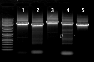 어류 Apogon trimaculatus의 short PCR 결과